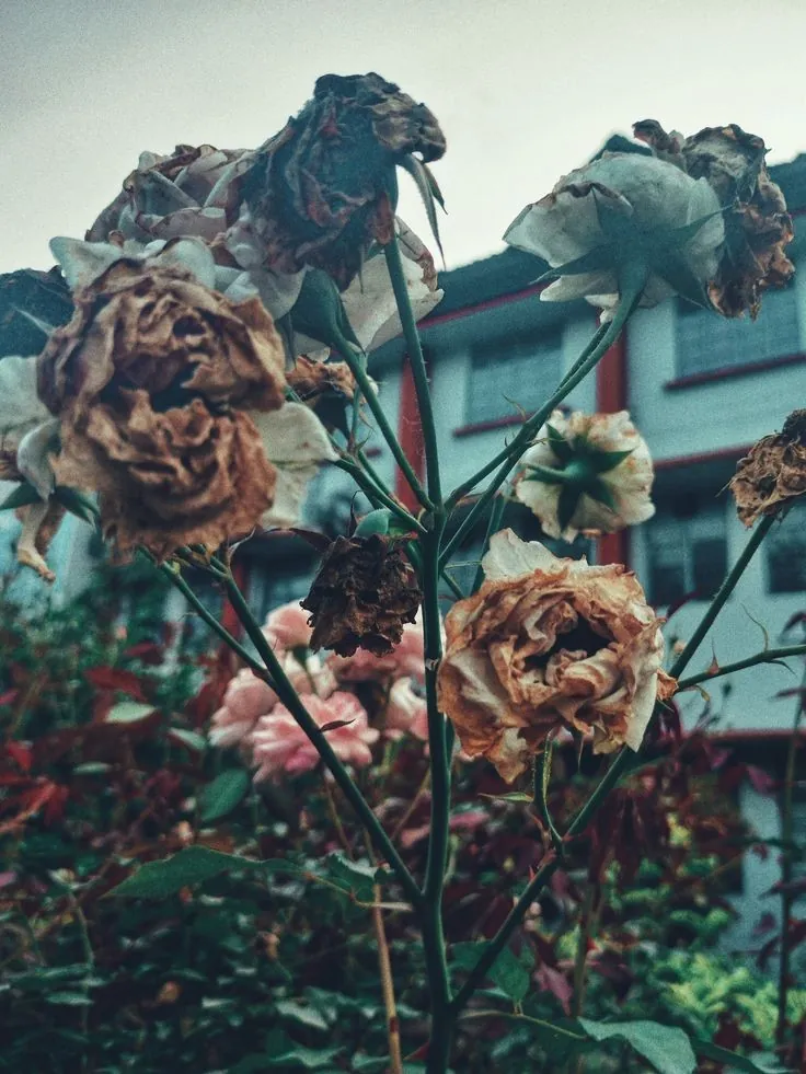Lágrimas en las Flores Marchitas: El Romance que Destroza