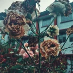 Rosa marchita y seca, representando el tema central del manhwa Lágrimas en las Flores Marchitas