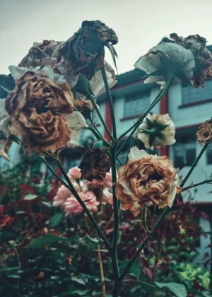 Rosa marchita y seca, representando el tema central del manhwa Lágrimas en las Flores Marchitas