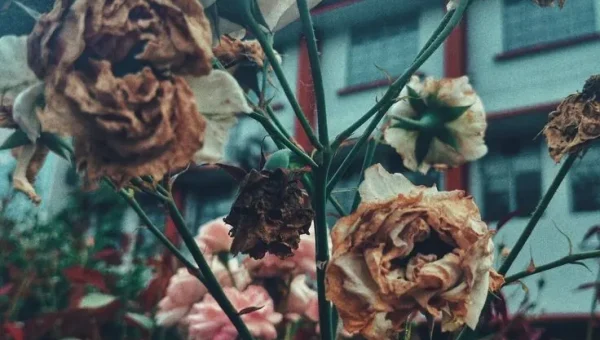 Rosa marchita y seca, representando el tema central del manhwa Lágrimas en las Flores Marchitas