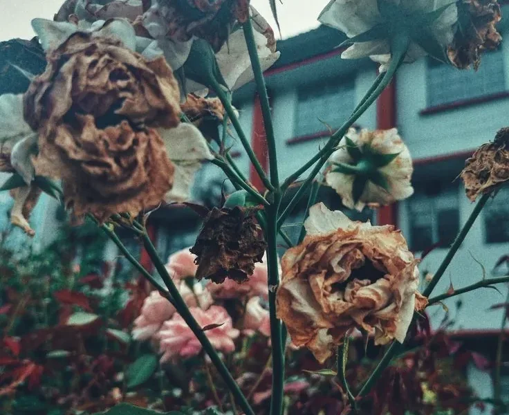 Rosa marchita y seca, representando el tema central del manhwa Lágrimas en las Flores Marchitas