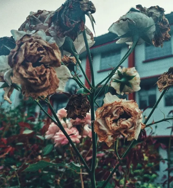 Rosa marchita y seca, representando el tema central del manhwa Lágrimas en las Flores Marchitas